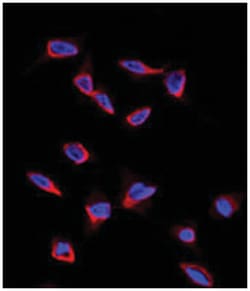 CD9 Rabbit anti-Human, Polyclonal Antibody, Abnova 400 &mu;L | Buy Online | Abnova Corporation | Fisher Scientific