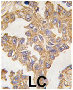 ACTB/ACTC1 Rabbit anti-Human, Mouse, Polyclonal Antibody, Abnova 400&mu;L;