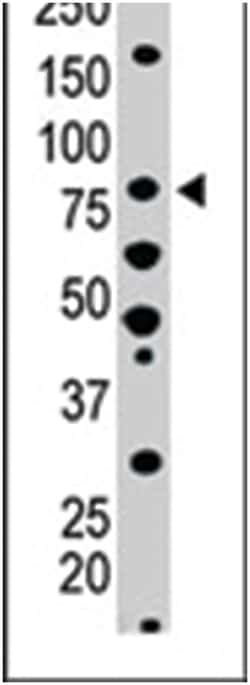 HUNK Rabbit anti-Human, Mouse, Polyclonal Antibody, Abnova 400&mu;L; Unlabeled:Antibodies,