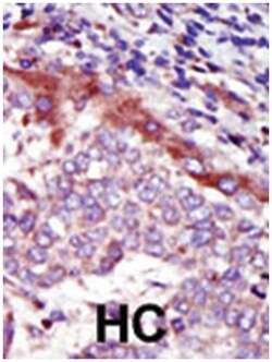 HUNK Rabbit anti-Human, Mouse, Polyclonal Antibody, Abnova 400&mu;L; Unlabeled:Antibodies,