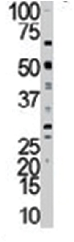 MYLK Rabbit anti-Human, Mouse, Polyclonal Antibody, Abnova 400&mu;L; Unlabeled:Antibodies,