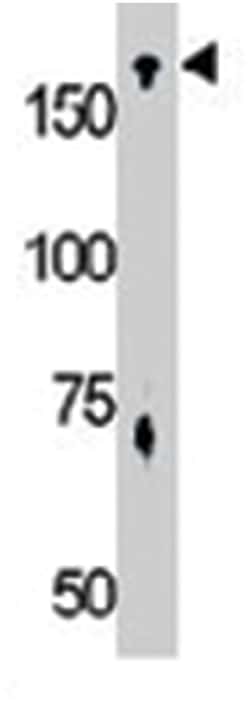 TNIK Rabbit anti-Human, Mouse, Polyclonal Antibody, Abnova 400 &mu;L | Buy Online | Abnova Corporation | Fisher Scientific