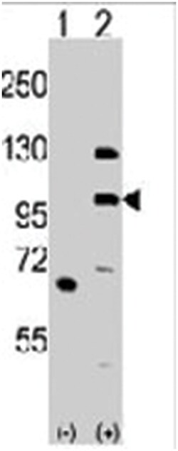 KIAA1804 (MLK4), Rabbit, Polyclonal Antibody, Abnova 400&mu;L; Unlabeled:Antibodies,