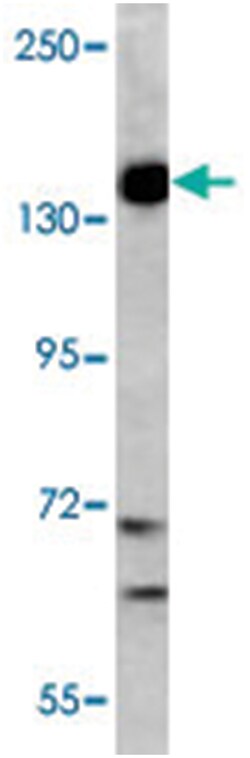 PIK3CG Rabbit anti-Human, Polyclonal Antibody, Abnova 400 &mu;L | Buy Online | Abnova Corporation | Fisher Scientific