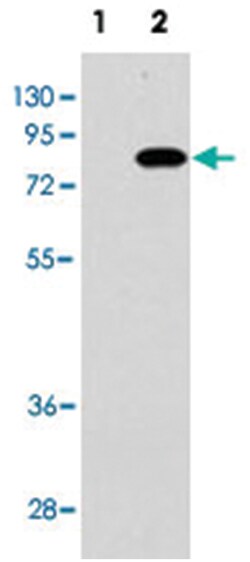 PIK3R2 Rabbit anti-Human, Polyclonal Antibody, Abnova 400 &mu;L | Buy Online | Abnova Corporation | Fisher Scientific