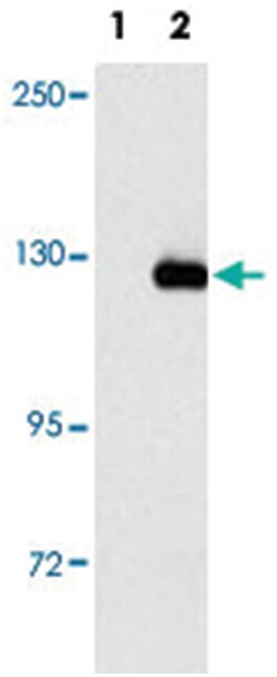BUB1B Rabbit anti-Human, Polyclonal Antibody, Abnova 400&mu;L; Unlabeled:Antibodies,