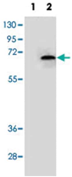 NEK3, Rabbit, Polyclonal Antibody, Abnova 400&mu;L; Unlabeled:Antibodies,