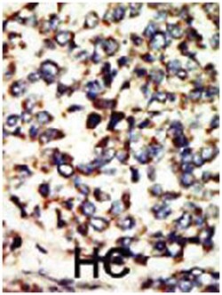 NEK7 Rabbit anti-Human, Polyclonal Antibody, Abnova 400&mu;L; Unlabeled:Antibodies,