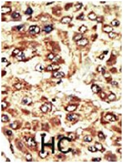 WEE1 Rabbit anti-Human, Polyclonal Antibody, Abnova 400&mu;L; Unlabeled:Antibodies,