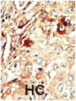 WEE1 Rabbit anti-Human, Mouse, Polyclonal Antibody, Abnova 400 &mu;L | Buy Online | Abnova Corporation | Fisher Scientific