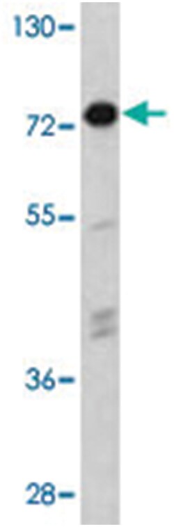EIF2AK1 Rabbit anti-Human, Polyclonal Antibody, Abnova 400 &mu;L | Buy Online | Abnova Corporation | Fisher Scientific