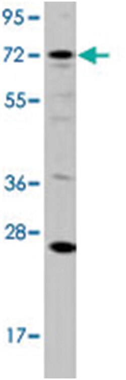 DGKA, Rabbit, Polyclonal Antibody, Abnova 400 &mu;L | Buy Online | Abnova Corporation | Fisher Scientific