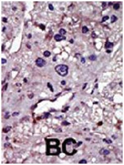 CMPK1 Rabbit anti-Human, Mouse, Polyclonal Antibody, Abnova 400 &mu;L | Buy Online | Abnova Corporation | Fisher Scientific