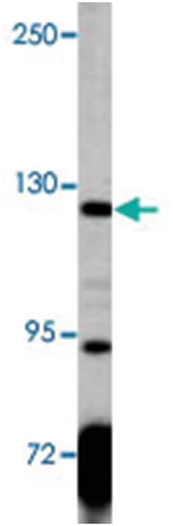 PDGFRA Rabbit anti-Human, Mouse, Polyclonal Antibody, Abnova 400 &mu;L | Buy Online | Abnova Corporation | Fisher Scientific