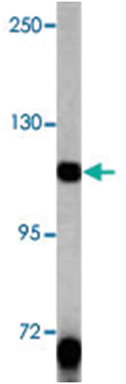 PDGFRA Rabbit anti-Human, Mouse, Polyclonal Antibody, Abnova 400 &mu;L | Buy Online | Abnova Corporation | Fisher Scientific