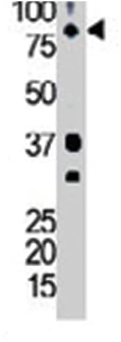 BMX Rabbit anti-Human, Mouse, Polyclonal Antibody, Abnova 400 &mu;L | Buy Online | Abnova Corporation | Fisher Scientific
