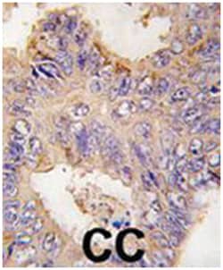 TRAF2 Rabbit anti-Human, Polyclonal Antibody, Abnova 400 &mu;L | Buy Online | Abnova Corporation | Fisher Scientific