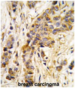 IARS2 Rabbit anti-Human, Polyclonal Antibody, Abnova 400 &mu;L | Buy Online | Abnova Corporation | Fisher Scientific