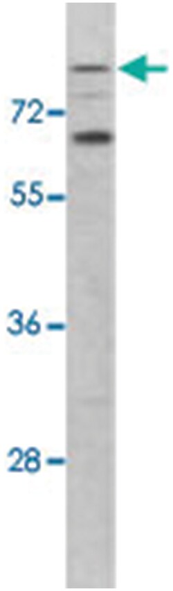 TLR2 Rabbit anti-Human, Polyclonal Antibody, Abnova 400 &mu;L | Buy Online | Abnova Corporation | Fisher Scientific