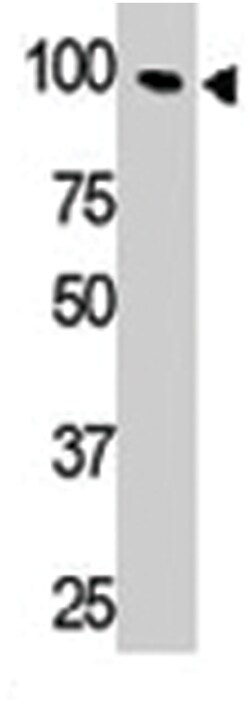 TLR5 Rabbit anti-Human, Mouse, Polyclonal Antibody, Abnova 400 &mu;L | Buy Online | Abnova Corporation | Fisher Scientific