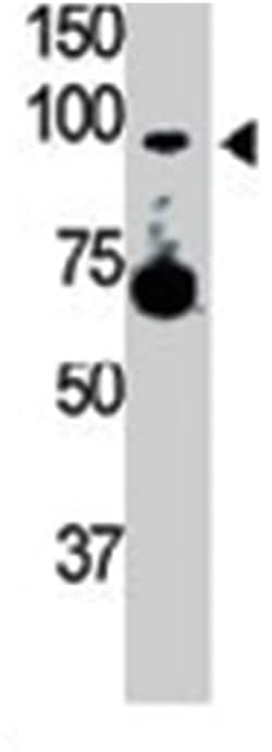 TLR5 Rabbit anti-Mouse, Polyclonal Antibody, Abnova 400&mu;L; Unlabeled:Antibodies,
