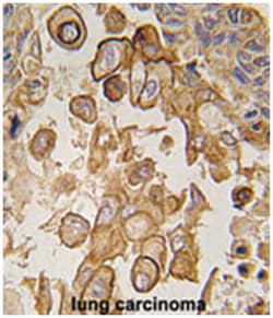 TLR6 Rabbit anti-Human, Mouse, Polyclonal Antibody, Abnova 400&mu;L; Unlabeled:Antibodies,