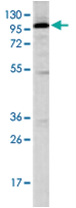 STAT2 Rabbit anti-Human, Polyclonal Antibody, Abnova 400 &mu;L | Buy Online | Abnova Corporation | Fisher Scientific