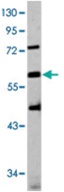 SIGLEC6 Rabbit anti-Human, Polyclonal Antibody, Abnova 400&mu;L; Unlabeled:Antibodies,