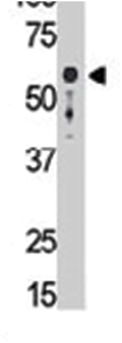SIGLEC9, Rabbit, Polyclonal Antibody, Abnova 400&mu;L; Unlabeled:Antibodies,