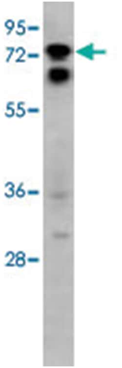 SIGLEC10, Rabbit, Polyclonal Antibody, Abnova 400&mu;L; Unlabeled:Antibodies,