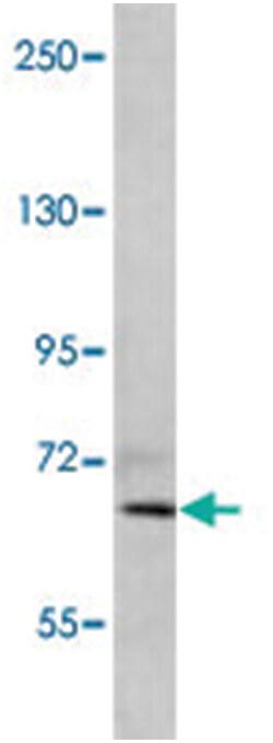 SIGLEC11 Rabbit anti-Human, Polyclonal Antibody, Abnova 400&mu;L; Unlabeled:Antibodies,