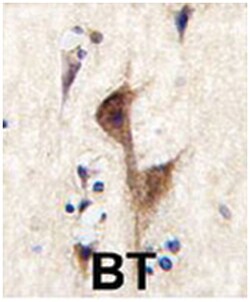 HRH3 Rabbit anti-Human, Polyclonal Antibody, Abnova 400&mu;L; Unlabeled:Antibodies,