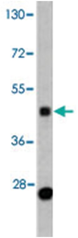 BMP15 Rabbit anti-Human, Polyclonal Antibody, Abnova 400 &mu;L | Buy Online | Abnova | Fisher Scientific