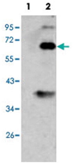 BMP3 Rabbit anti-Human, Polyclonal Antibody, Abnova 400&mu;L; Unlabeled:Antibodies,