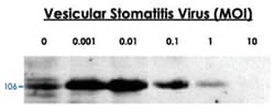DDX58 Rabbit anti-Human, Mouse, Polyclonal Antibody, Abnova 400 &mu;L | Buy Online | Abnova Corporation | Fisher Scientific