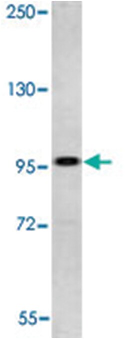 DDX58 Rabbit anti-Human, Polyclonal Antibody, Abnova 400&mu;L; Unlabeled:Antibodies,