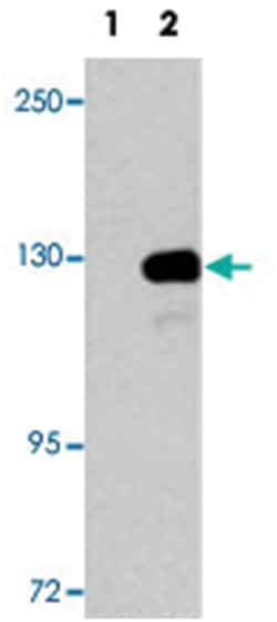 UPF1, Rabbit, Polyclonal Antibody, Abnova 400 &mu;L | Buy Online | Abnova Corporation | Fisher Scientific