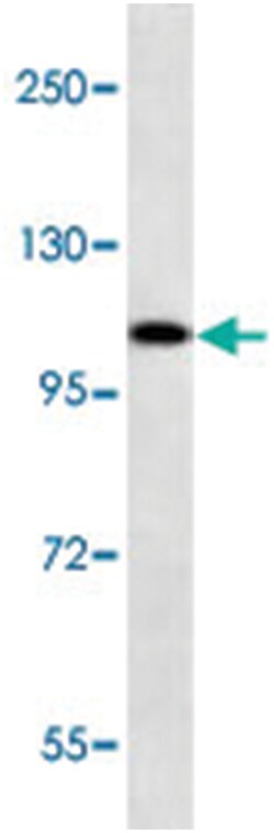 TCEB3, Rabbit, Polyclonal Antibody, Abnova 400&mu;L; Unlabeled:Antibodies,