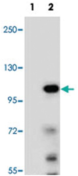 TCEB3, Rabbit, Polyclonal Antibody, Abnova 400&mu;L; Unlabeled:Antibodies,