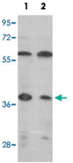 IDH3A, Rabbit, Polyclonal Antibody, Abnova 400&mu;L; Unlabeled:Antibodies,