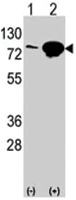 EIF4B Rabbit anti-Human, Polyclonal Antibody, Abnova 400 &mu;L | Buy Online | Abnova Corporation | Fisher Scientific