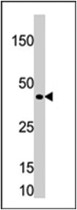 TCF7 Rabbit anti-Human, Mouse, Polyclonal Antibody, Abnova 400 &mu;L | Buy Online | Abnova Corporation | Fisher Scientific