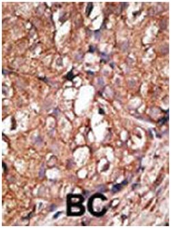 NT5E Rabbit anti-Human, Mouse, Polyclonal Antibody, Abnova 400 &mu;L | Buy Online | Abnova Corporation | Fisher Scientific