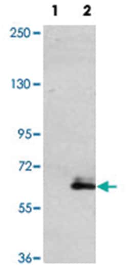 MAP2, Rabbit, Polyclonal Antibody, Abnova 400 &mu;L | Buy Online | Abnova Corporation | Fisher Scientific