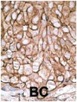 PDHX Rabbit anti-Human, Polyclonal Antibody, Abnova 400 &mu;L | Buy Online | Abnova Corporation | Fisher Scientific