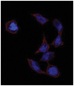 POU5F1 Rabbit anti-Human, Polyclonal Antibody, Abnova 400&mu;L; Unlabeled:Antibodies,