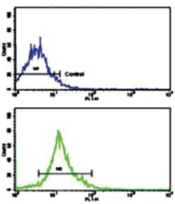 SOX2 Rabbit anti-Human, Polyclonal Antibody, Abnova 400 &mu;L | Buy Online | Abnova Corporation | Fisher Scientific