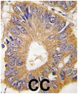 EIF4EBP1 Rabbit anti-Human, Polyclonal Antibody, Abnova 400&mu;L; Unlabeled:Antibodies,