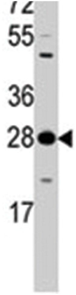 YWHAZ Rabbit anti-Human, Polyclonal Antibody, Abnova 400&mu;L; Unlabeled:Antibodies,