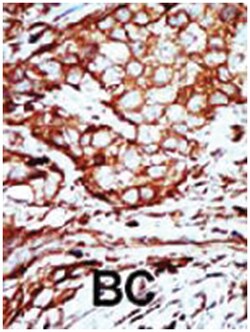 YWHAB Rabbit anti-Human, Polyclonal Antibody, Abnova 400 &mu;L | Buy Online | Abnova Corporation | Fisher Scientific
